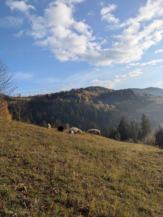 ділянка в Карпатах(Яблуниця)