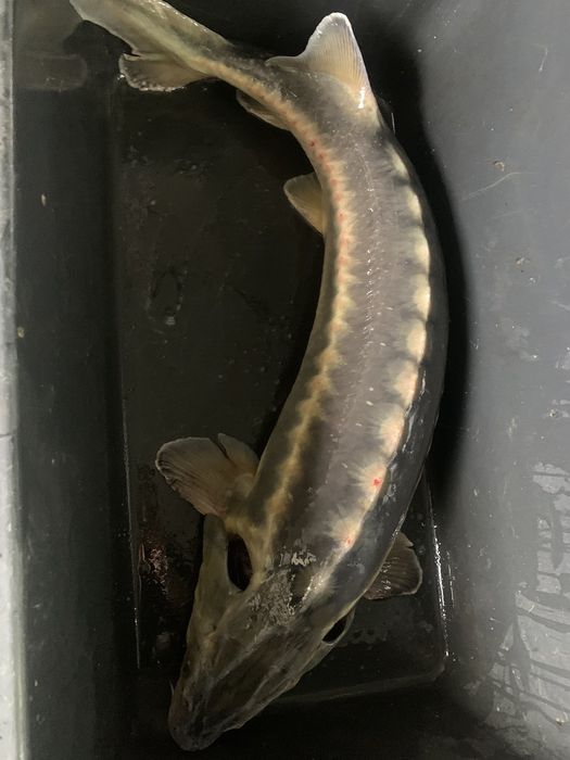 Великих розмірів осетр для  святкового столу виключно живий