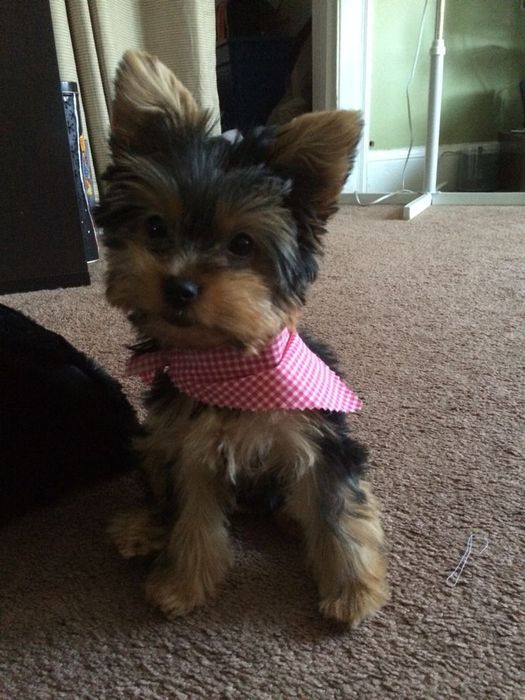 Красуня супер міні дівчинка. Львів