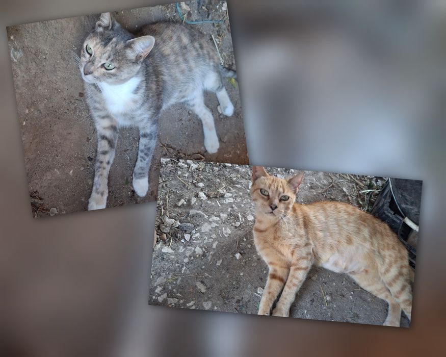 Gatas adultas lindas