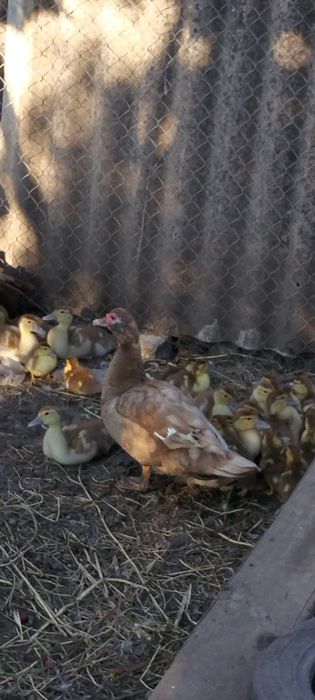 Яйця на інкубацію Сірі шипуни