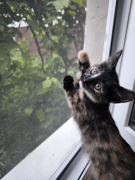 Кошеня черепахового окрасу. Кішечка безкоштовно! Котики