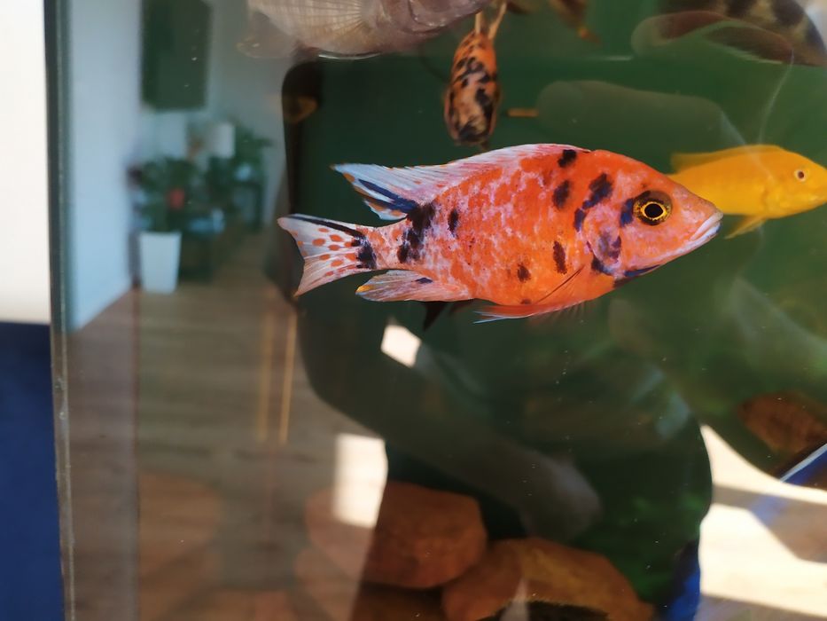 Aulonocara calico