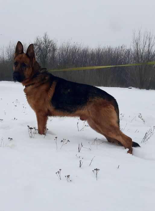 Шикарний кобель німецька вівчарка.Для В'язки