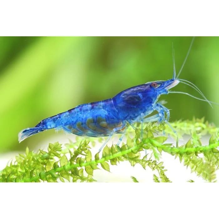 Криветки голуба продаю