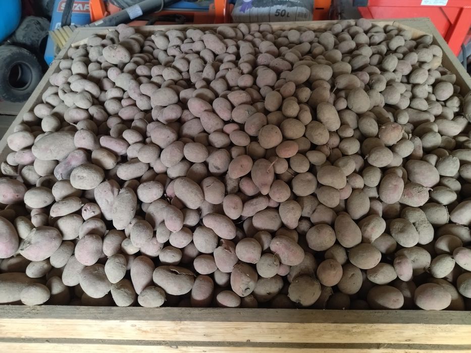 Ziemniaki paszowe odpadowe