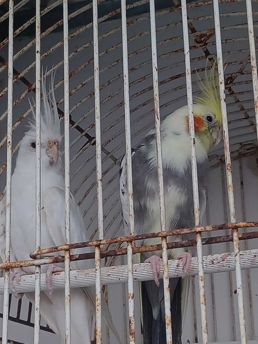 Aves varias casais
