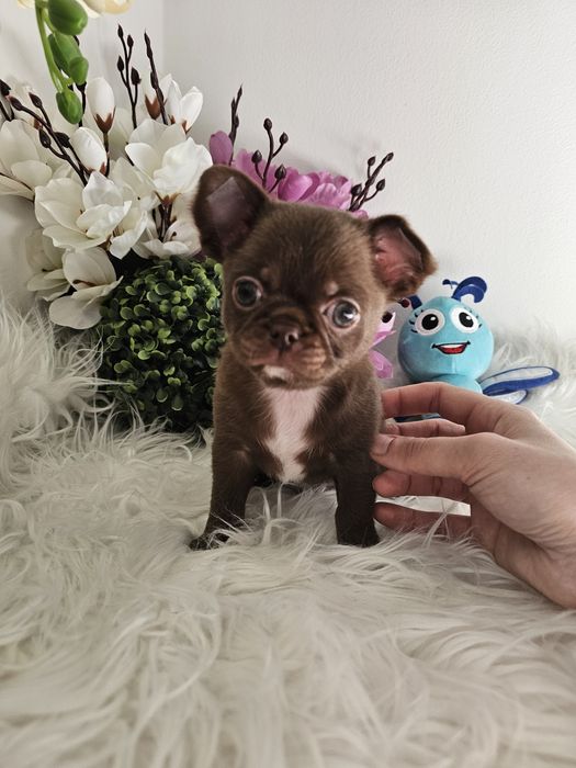 Chihuahua piesek czekoladowy