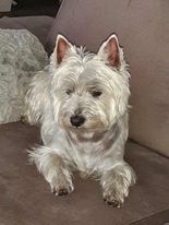 West Highland White Terrier