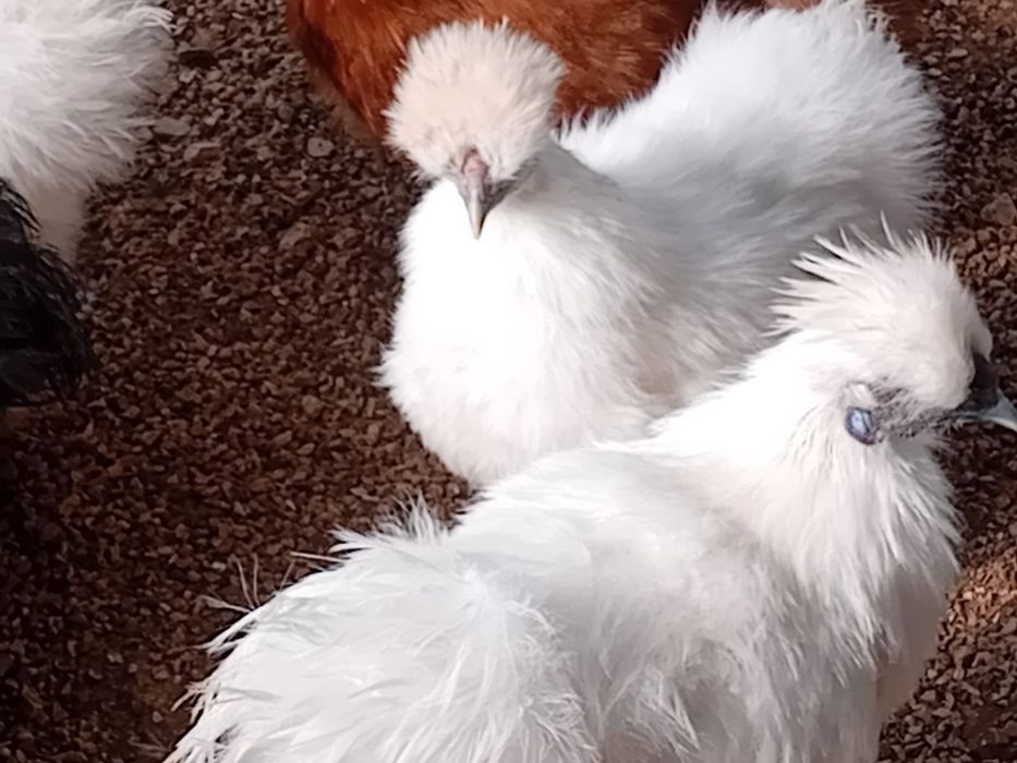 Galinhas Sedosas do Japão