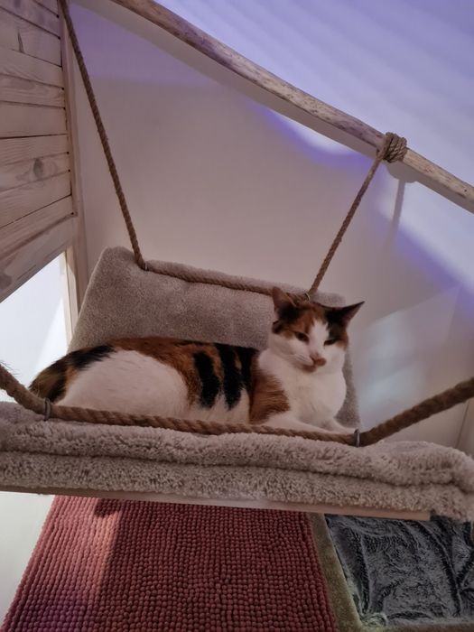 Hotel dla kotów Łódź,  Konstantynów Łódzki