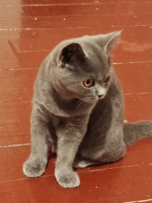 Отдам в добрие руки котят