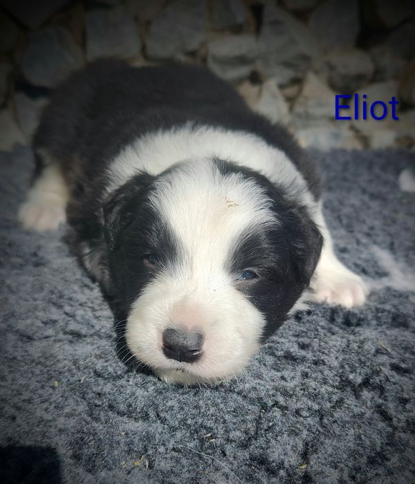 Border collie cudowny piesek przebadani rodzice do odbioru