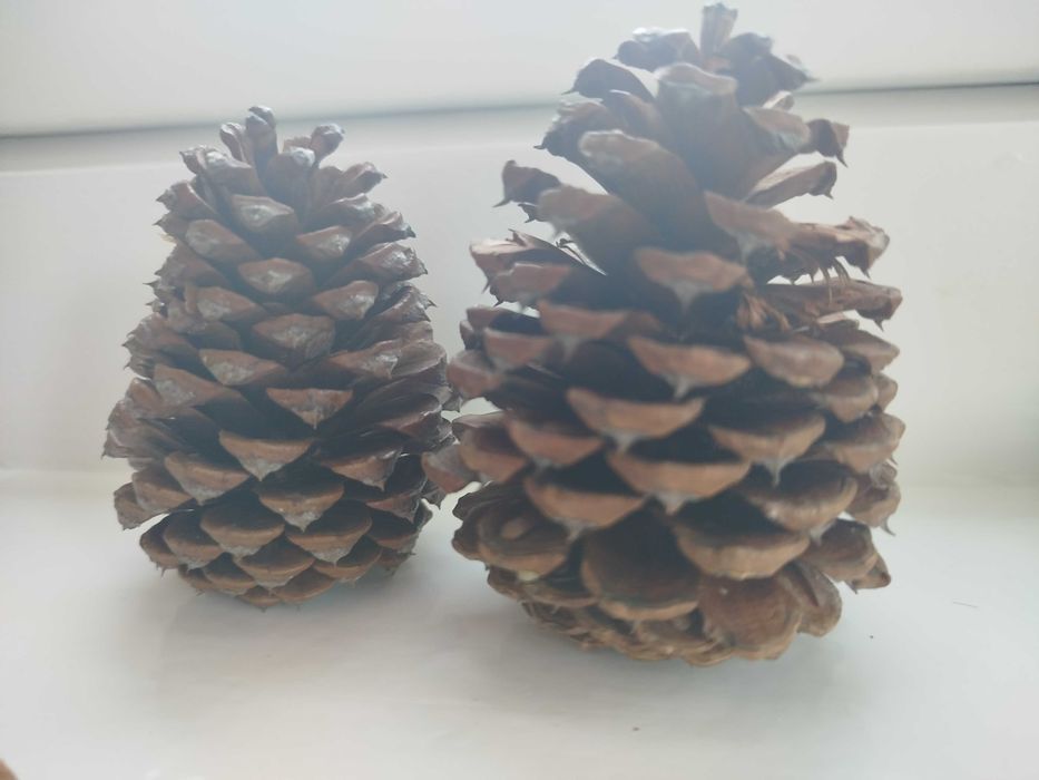 Szyszki z sosny żółtej  różne