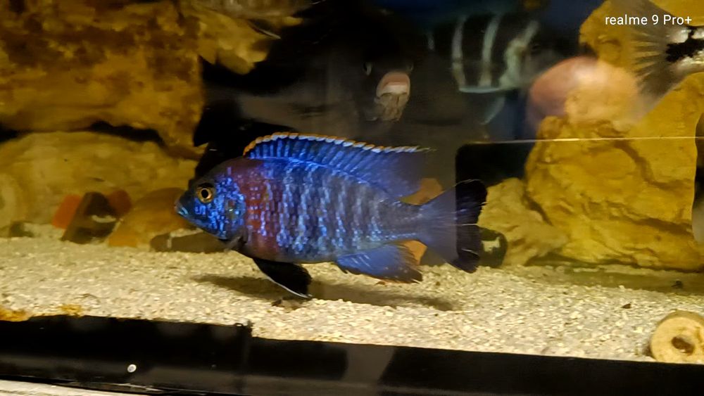 Aulonocara hansbaenschi