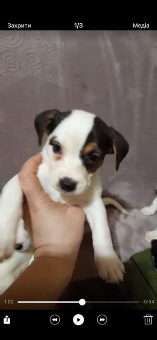 Дівченка джек Рассел тер'єр