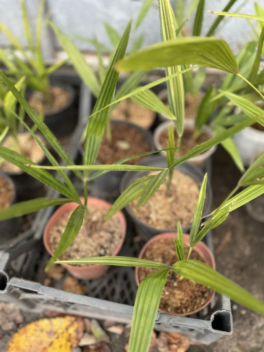 Пальма Трахикарпус