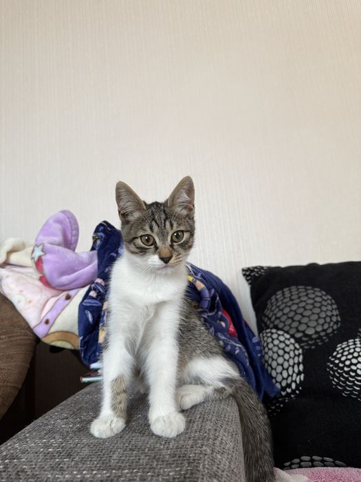 Потрібен дім Нужен дом котенку Серая пепельная кошечка