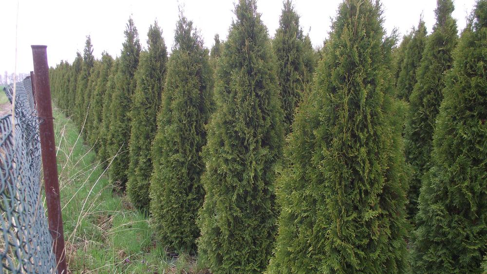Tuja Szmaragd  220 - 320 cm tuje