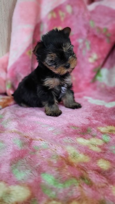 Детки йорк мини  .