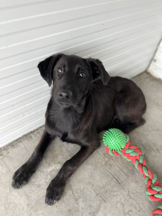 Bebé adorável para Adoção!