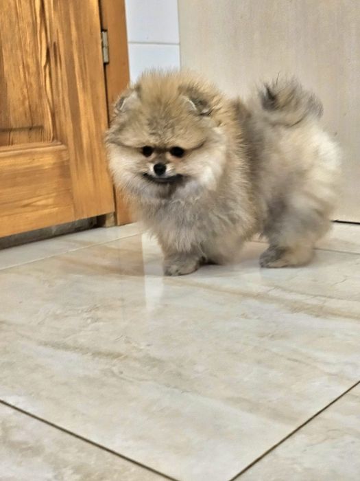 Miś pomeranian 3mc komplet szczepień