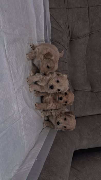 Красівих мальтіпу