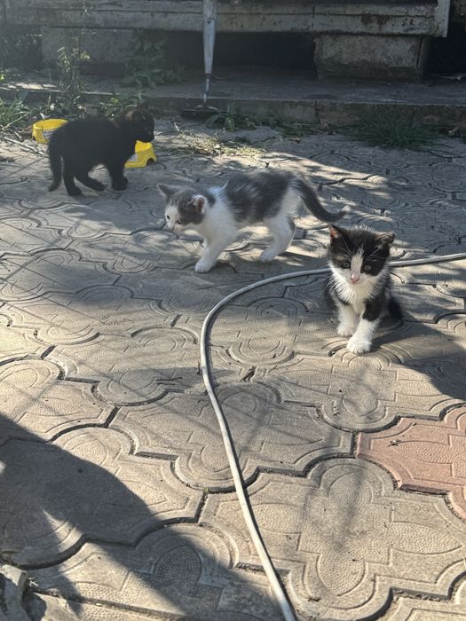 Віддамо кицинят в добрі руки