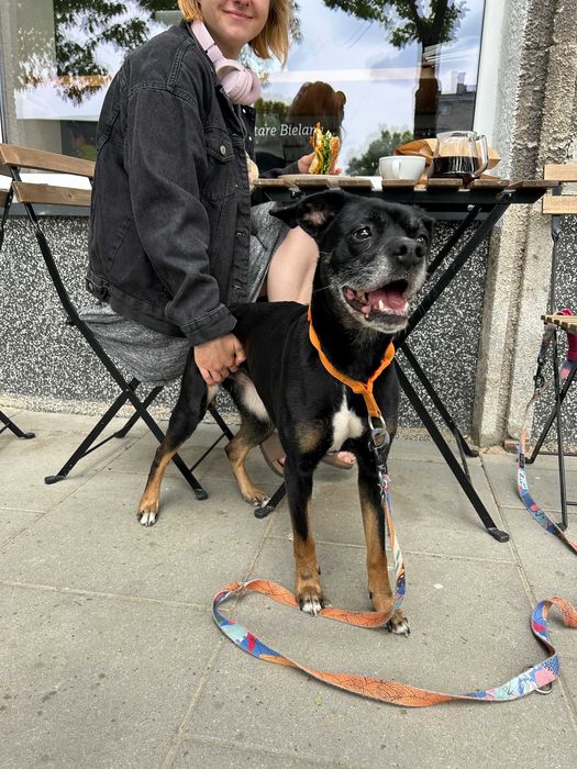 Roxy w typie boksera szuka domu!