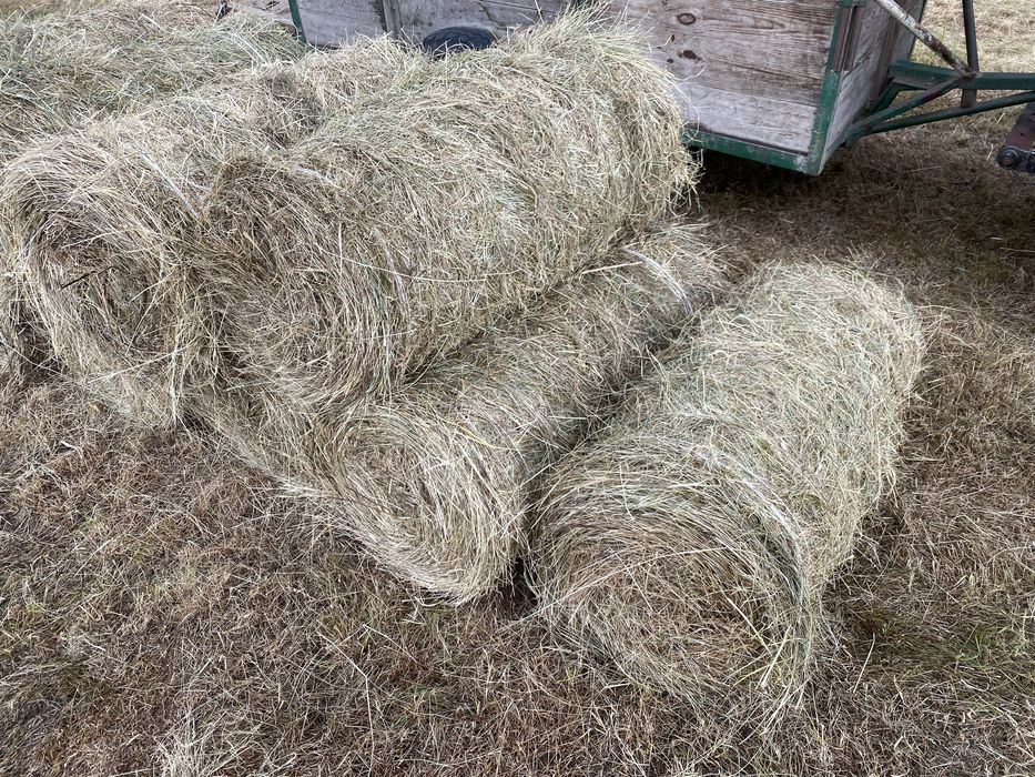Siano mini rolki 23 kg – TANIO  Siano tegoroczne rolki +\- 23 kilo wagi