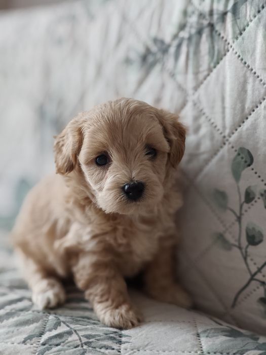 Maltipoo/ pudel miniaturowy/ maltańczyk/ badania genetyczne