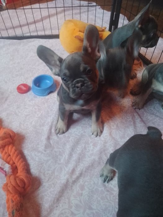 Французский бульдог