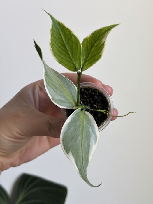 tania wysyłka! Hoya Polyneura albomarginata