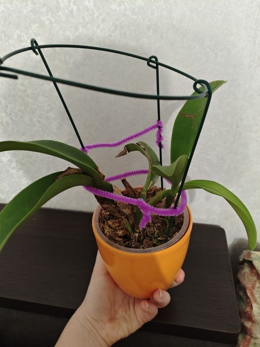 Катлея George King Serendibity