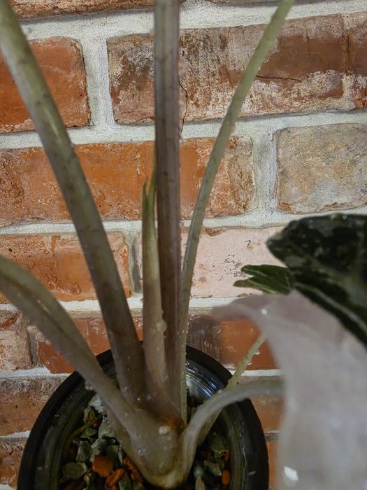 Alocasia Polly Pink Varie