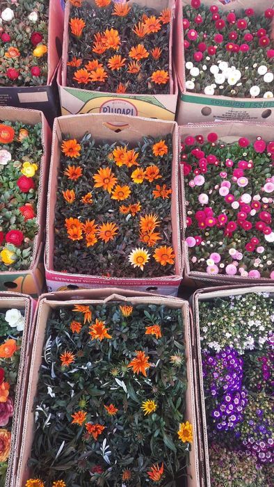 газанія, обріета, маргаритка, квіти оптом, доставка Київ\Троєщина