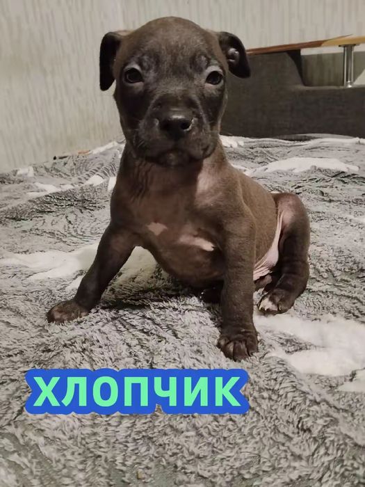 Американський пітбультерєр