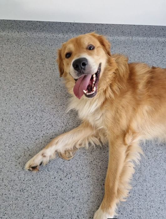 Molos Frodo do adopcji
