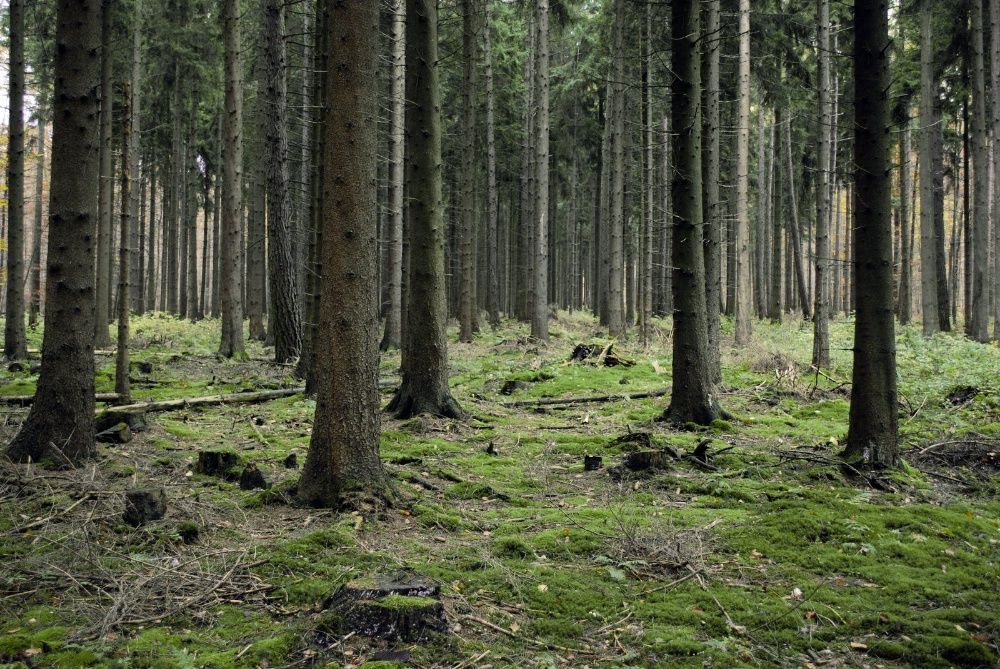 Terrenos em Santa Comba Dão