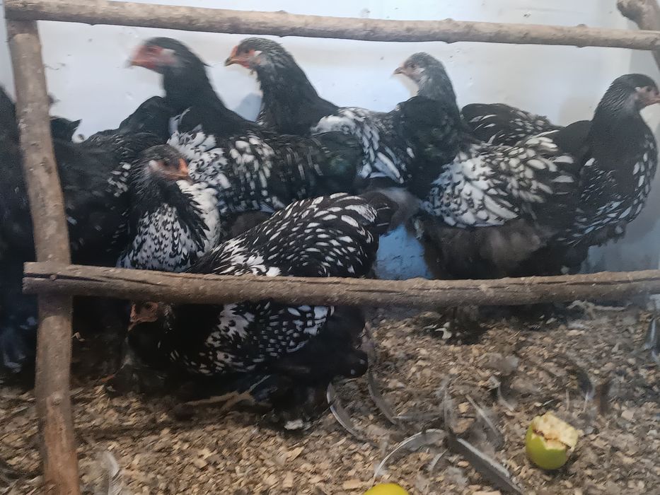 Брама Срібло Молодняк