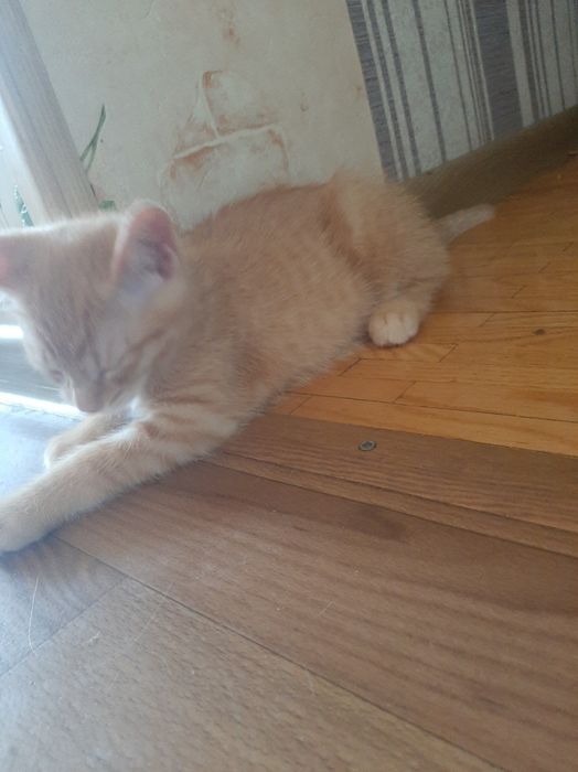 В добрі руки кошеня хлопчик