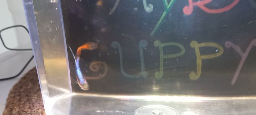 Guppys  mollys  platys