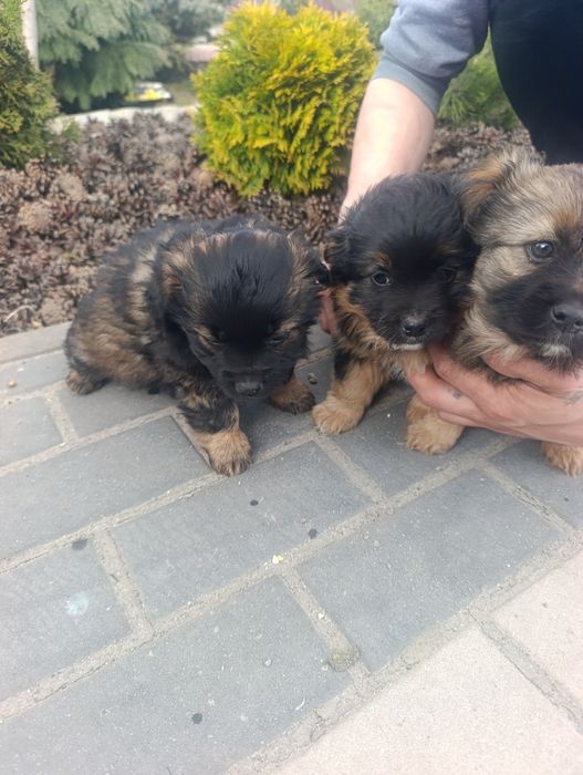 Цуценята Пікінеса