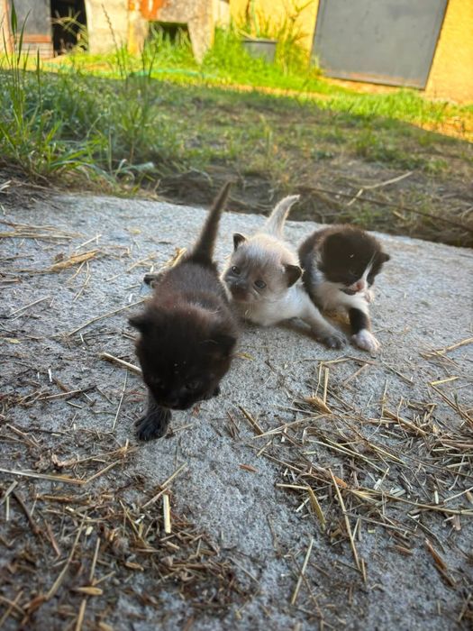 Gatos para Doar (Castro Daire Centro )