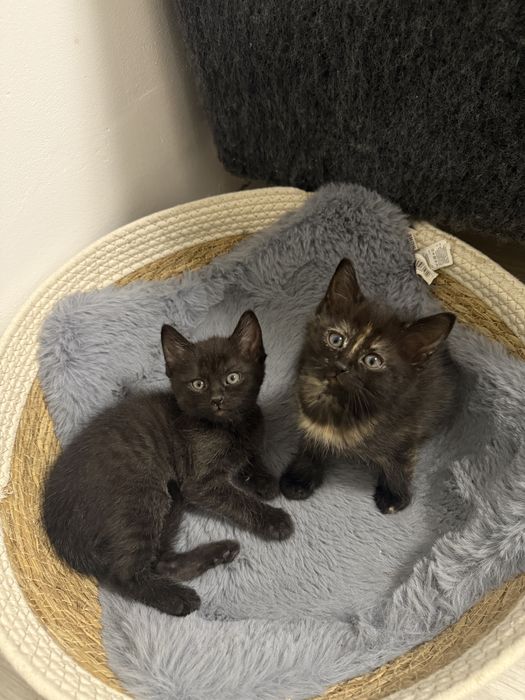 Віддамо котика 2 місяці