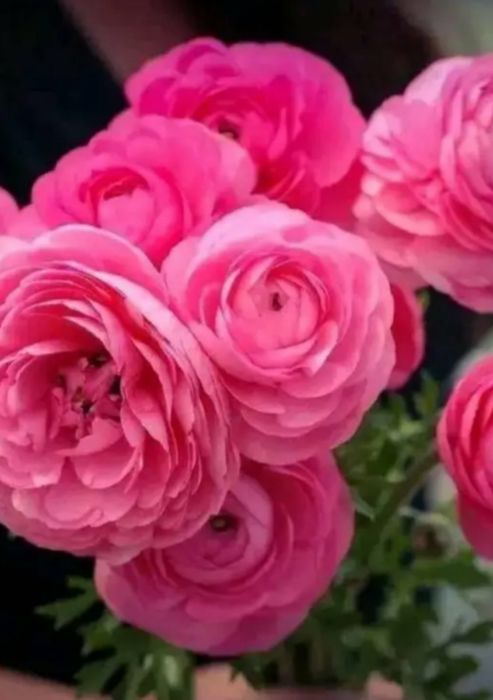 Продам ранунклюси лютики