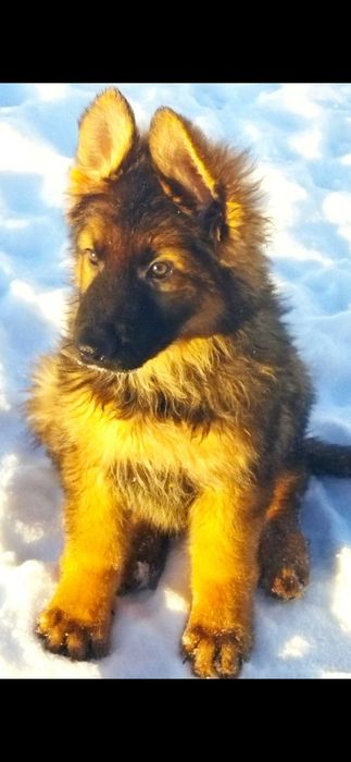 Німецька вівчарка