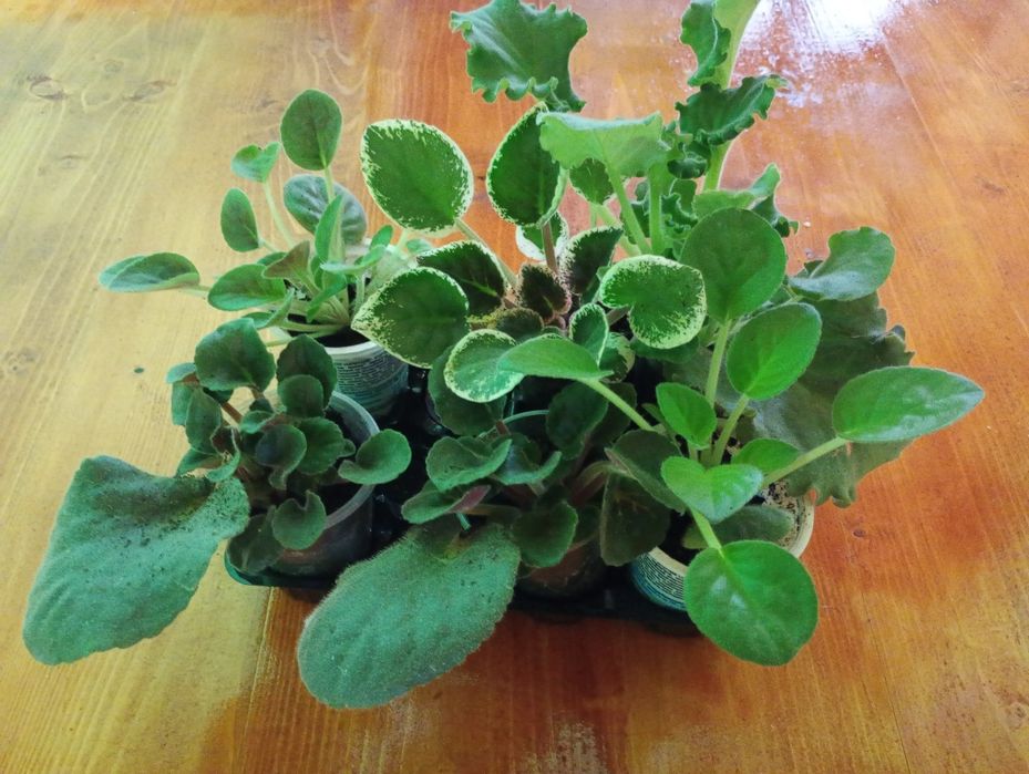 Продам набір з 4 фіалок .