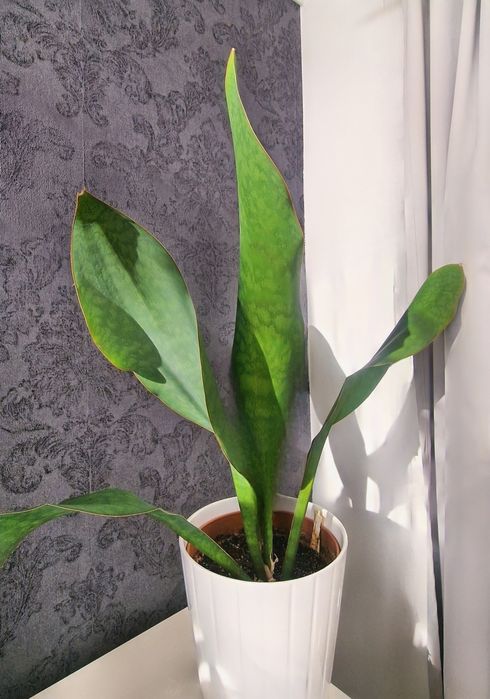 Sansevieria Masoniana