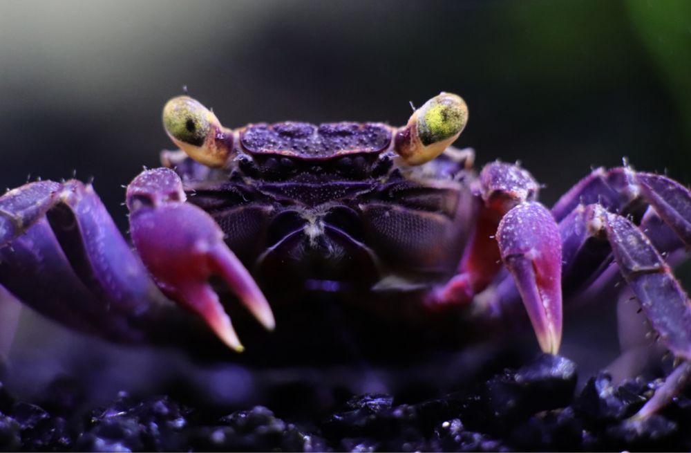 Krab Wampir (fioletowy) Aqualife